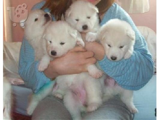 PoulaTo: SAMOYED (απο ιδιωτη)